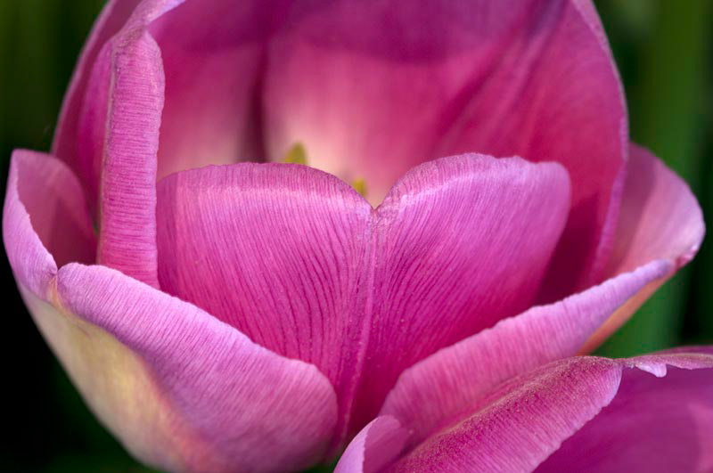 Skagit Valley Tulips